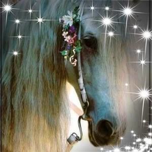 Meet your Posher, Darcy